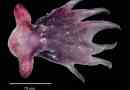 Octopus grimpe - leírás, fénykép a puhatestű